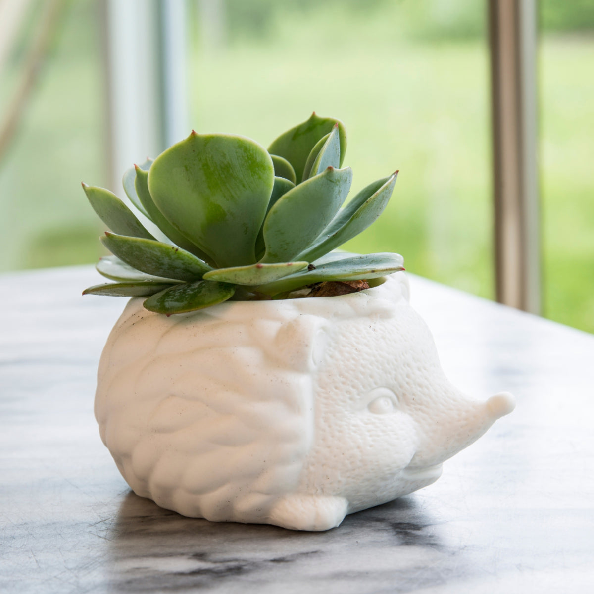 Macetita en forma de erizo de cerámica, ideal para plantas pequeñas y como decoración de escritorio.